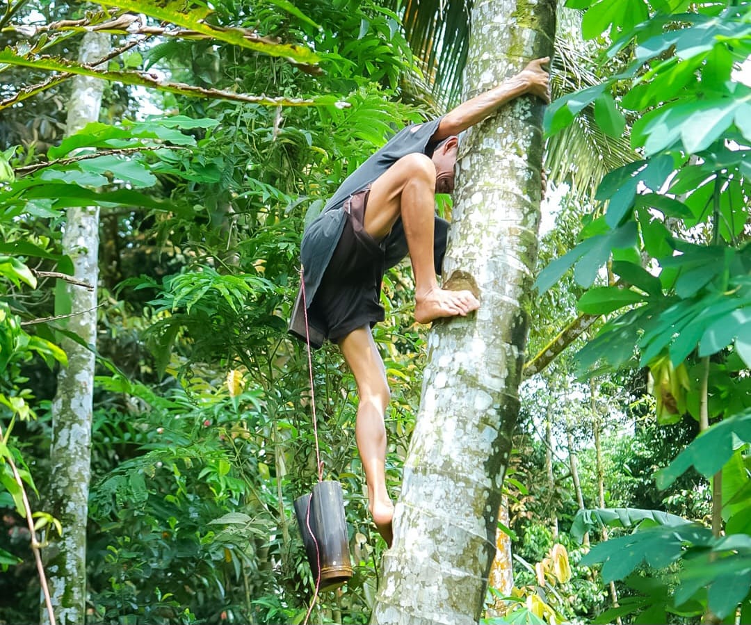 Coconut farmer climbing tree