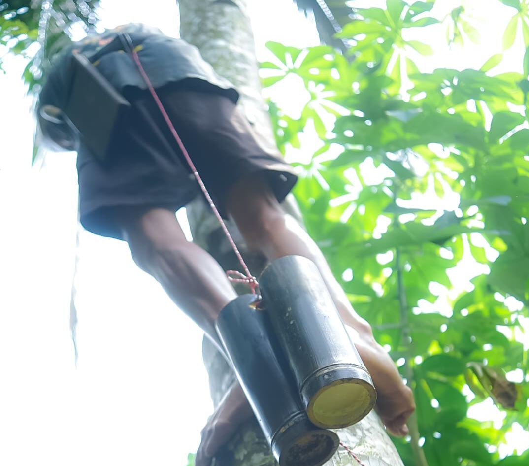 Coconut sap harvesting